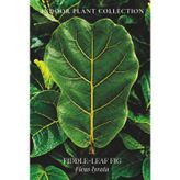 FIDDLE-LEAF FIG: Botanical Notebook Featuring Ficus lyrata (INDOOR PLANT COLLECTION)