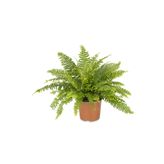 FİDEİSTE Saksıda Aşk Merdiveni Çiçeği Nephrolepis Exaltata