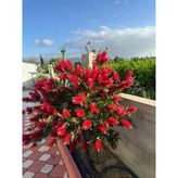 Fırça Çalısı Çiçeği Callistemon Laevis 30-60 Cm