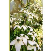 Flower Notebook: Flower Notebook