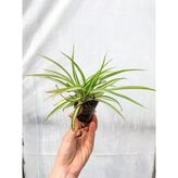 Formlu Kurdele Kordela Çiçeği Fidanı 10-20 cm
