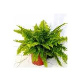 Fujer Aşk Merdiveni Nephrolepsis Exaltata 10-20 Cm