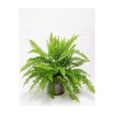 Fujer Aşk Merdiveni Nephrolepsis Exaltata, 9348098590438
