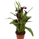 Gala Çiçeği Fidanı Bordo 10-20 Cm
