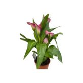 Gala Gelin Çiçeği Pembe 10-20 Cm