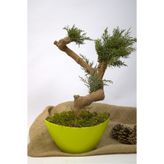Garden Moda Yapay Bonsai Ağacı, 35 cm, Saksıda, Yeşil, Dekoratif İç Mekan Bitkisi