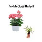 Gardenbox Açık Pembe Sardunya Çiçeği, Kurdele Çiçeği Hediyeli