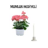 Gardenbox Açık Pembe Sardunya Çiçeği, Mumluk Hediyeli