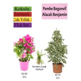 Gardenbox Beyaz Alacalı Benjamin Bitkisi, Pembe Bodur Begonvil, Kurdele Çiçeği Hediyeli, 3'lü Set