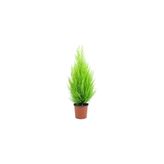 Gardenbox Bodur Limon Servi Çam Ağacı, 30-60 cm