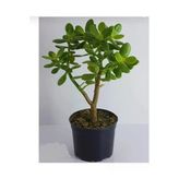 Gardenbox Bonsai Crassula Ovata Para Ağacı