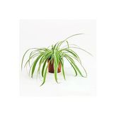 Gardenbox Büyük Boy Kurdele Çiçeği Chlorophytum Comosum Variegatum