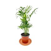 Gardenbox Chamaedorea Elegans Dağ Palmiyesi