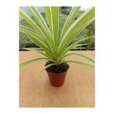 Gardenbox Chlorophytum Comosum Variegata, Kurdele Çiçeği, 5,5 cm Saksı, Beyaz-Yeşil