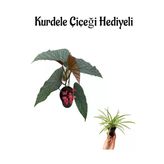 Gardenbox Çiçekli Çilli Begonya Çiçeği, Kurdele Hediyeli, İç Mekan Bitkisi