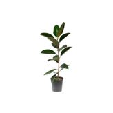 Gardenbox Ficus Elastika - Kauçuk Bitkisi 100 cm Tek Kök