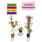 Gardenbox Fırça Çalısı, Pembe Begonvil, Mezem Çiçeği Hediyeli, Çok Renkli, 3'lü Set