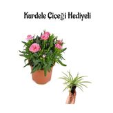 Gardenbox Hediyelik Mis Kokulu Pembe Karanfil Çiçeği, Kurdele Çiçeği, Terracotta Saksı