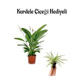 Gardenbox Hediyelik Zarif Beyaz Renk Barış Çiçeği, Kurdele Çiçeği