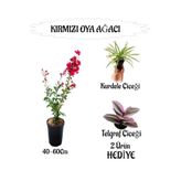 Gardenbox Kırmızı Oya Ağacı Fidanı, Saksılı, 40-60 cm, Kurdele Çiçeği ve Telgraf Çiçeği Hediyeli