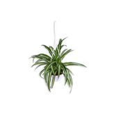Gardenbox Kurdela Çiçeği Chlorophytum Askılı Saksı'da