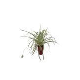 Gardenbox Kurdele Çiçeği, 20-30 cm, 1 Adet Saksılı Dış/İç Mekan Bitkisi