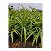 Gardenbox Kurdele Çiçeği (Chlorophytum), İç Mekan Bitkisi