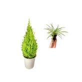 Gardenbox Limon Kokulu Limon Çamı, Beyaz Saksı, Sevgililer Gününe Özel Kurdele Çiçeği Hediyeli