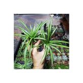 Gardenbox Mini Kurdele Çiçeği, 15-25 cm, 2 Adet Saksılı Dış Mekan Sarmaşık Bitkileri, Gloxinia