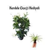 Gardenbox Mis Kokulu Beyaz Mandevilla Çiçeği, Kurdele Hediyeli
