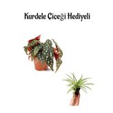 Gardenbox Muhteşem Yapraklı Çilli Begonya Çiçeği, Sevgililer Gününe Özel Kurdele Çiçeği Hediyeli