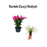 Gardenbox Pembe Çiçeği Hediyeli, Kurdele Çiçeği, İç Mekan Bitkisi