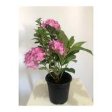 Gardenbox Pembe Ortanca, İç Mekan Bitkisi