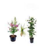 Gardenbox Pembe Oya Ağacı, Hanımeli Çiçeği, Kurdele Çiçeği Hediyeli, Çok Renkli, 3'lü Set