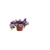 Gardenbox Pembe Telgraf (Nanouk) Çiçeği, Sarı Milli Kaktüs Hediyeli