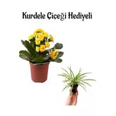 Gardenbox Sarı Kalanchoe Çiçeği, Saksı Bitkisi, Hediyelik Kurdele Çiçeği