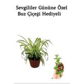 Gardenbox Sarı Yeşil Yapraklı Kurdele Çiçeği, Buz Çiçeği Hediyeli
