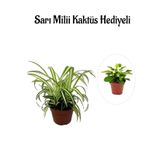 Gardenbox Sarı Yeşil Yapraklı Kurdele Çiçeği, Sarı Milli Kaktüs Hediyeli