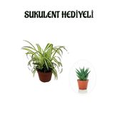 Gardenbox Sarı Yeşil Yapraklı Kurdele Çiçeği Sukulent, Sevgililer Gününe Özel Hediyeli