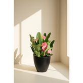 Gardenkoala Euphorbia milii