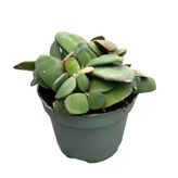 Gasteria Glomerata (Sukulent)
