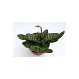 Gasteria Pillansii Sukulent Bitki, SRD1322025BYB269