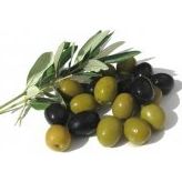 Gemlik Zeytin Fidanı Tüplü