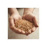 Genel Markalar 1 Kg Doğal ve Kaliteli Buğday - Kümes Hayvanları, Tavuk ve Güvercin Yemi / Tohumluk ve Besinlik