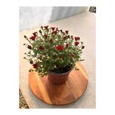 Genel Markalar Kasımpatı - Chrysanthemum morifolium