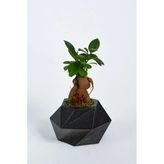 Geo Serisi Black Ficus Bonsai