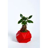 Geo Serisi Red Ficus Bonsai