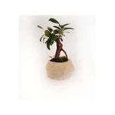 Geometrik Ficus Bonsai
