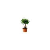 Ginseng Bonsai