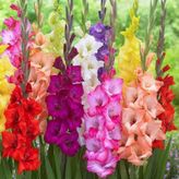 Gladiolus Mixed Glayör Çiçeği Soğanı 4 Adet